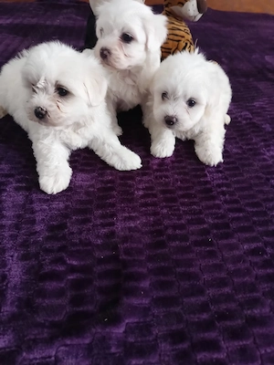 Bichon maltez foarte frumosi - imagine 4