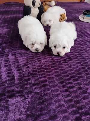Bichon maltez foarte frumosi - imagine 2