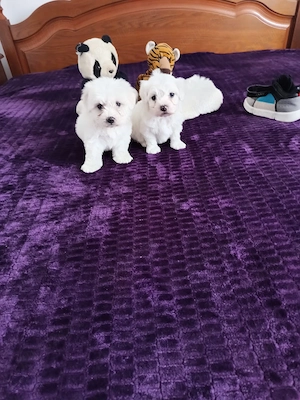 Bichon maltez foarte frumosi - imagine 3