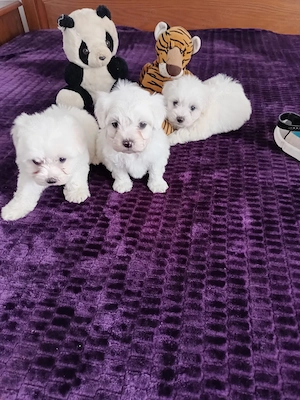 Bichon maltez foarte frumosi