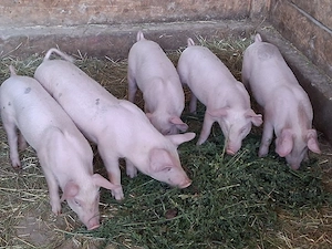vând purcei de 9 săptămâni 
