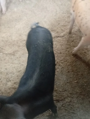 porc.        