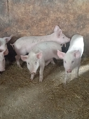porc.        