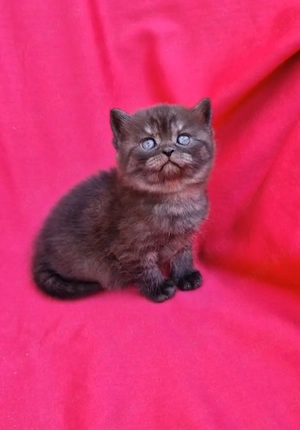 Puiuți british shorthair schotish fold