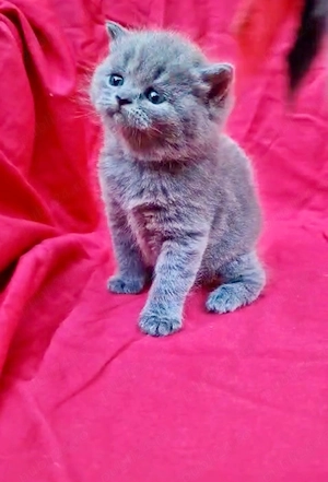 Puiuți british shorthair schotish fold - imagine 2