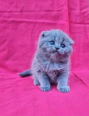 Puiuți british shorthair schotish fold - imagine 3