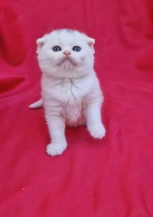 Puiuți british shorthair schotish fold - imagine 4