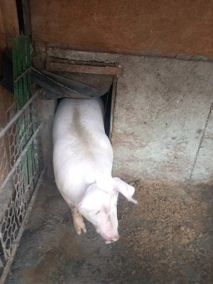 vand porc 