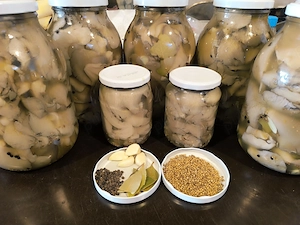 bureti pleurotus murati, salata,, 