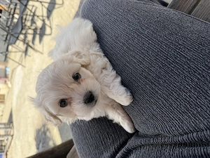 De vânzare bichon 