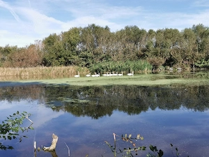 Teren 1202m, lângă Lac, in satul Urzicuta - imagine 5
