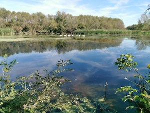 Teren 1202m, lângă Lac, in satul Urzicuta - imagine 3