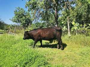 Mânzate Angus gestante  - imagine 2