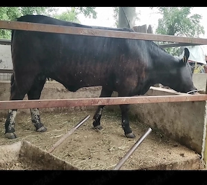 Mânzate Angus gestante  - imagine 3