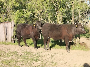 Mânzate Angus gestante 