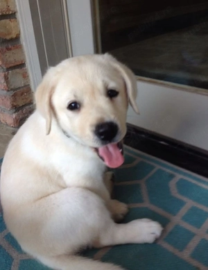 Golden Retriever  - imagine 2