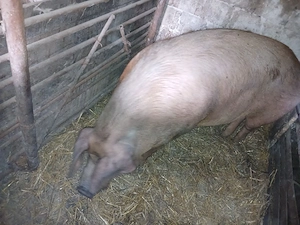 vand sau schimb cu alte animale  - imagine 2