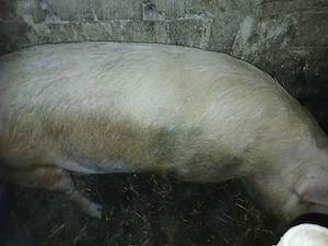 vand sau schimb cu alte animale 