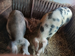 vand sau schimb cu alte animale  - imagine 3