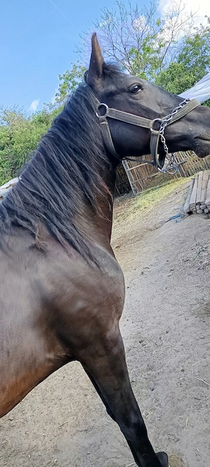 Mânză de vânzare 