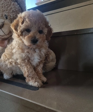 Fetita maltipoo