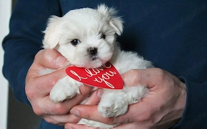 Bichon maltez 900 lei