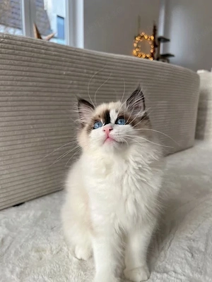 Ragdoll puiuti  - imagine 2