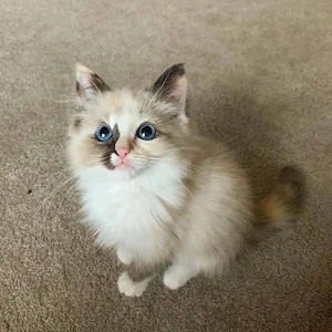 Ragdoll puiuti  - imagine 3