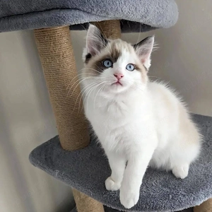 Ragdoll puiuti 