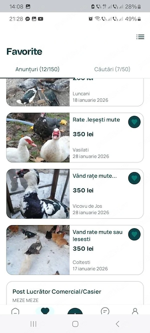 vănd urgent  rațe mute lăsesti  - imagine 5