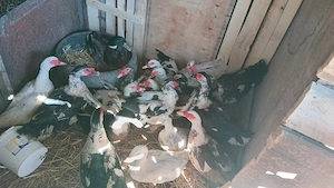 vănd urgent  rațe mute lăsesti  - imagine 4
