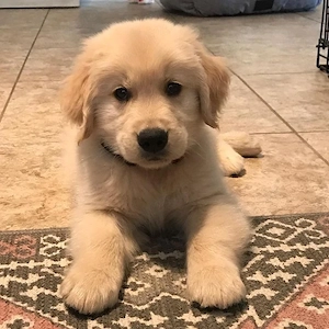 Golden retriever puiuți