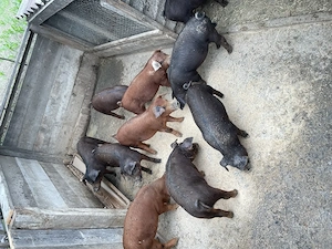 Porci de vânzare în Gurbediu - imagine 3