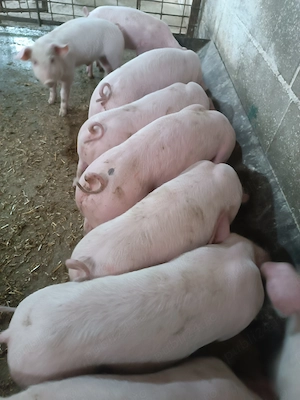 Purcei de vânzare 