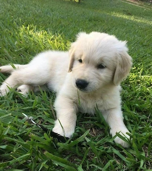 Golden retriever puiuți superbi 