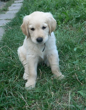 Golden retriever cățeluși superbi