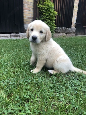 Golden retriever puișori