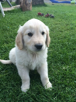 Golden retriever pui superbi 