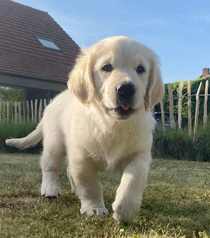 Golden retriever pui superbi  - imagine 2