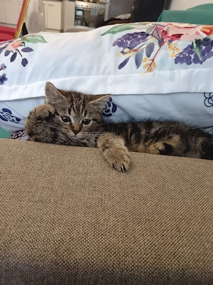 American Shorthaire  - imagine 4