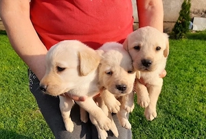 Labrador Retriver  - imagine 3