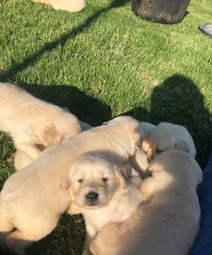 Labrador Retriver 