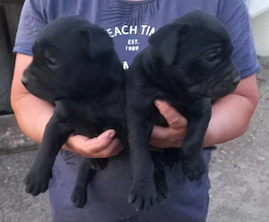 Vând căței Cane Corso