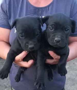 Vând căței Cane Corso - imagine 3