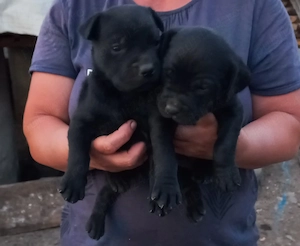 Vând căței Cane Corso - imagine 2