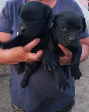 Vând căței Cane Corso - imagine 4