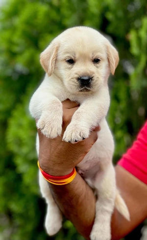 Labrador Retriever 