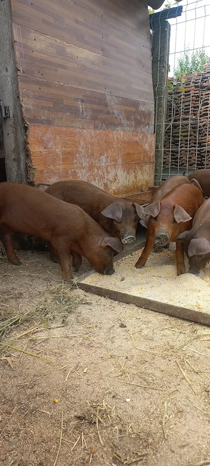 Purcei Duroc Pur Disponibili Turnu Magurele o733345270 - imagine 3