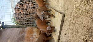 Disponibili  Purcei Duroc Pur de reproducție Turnu Magurele o733345270