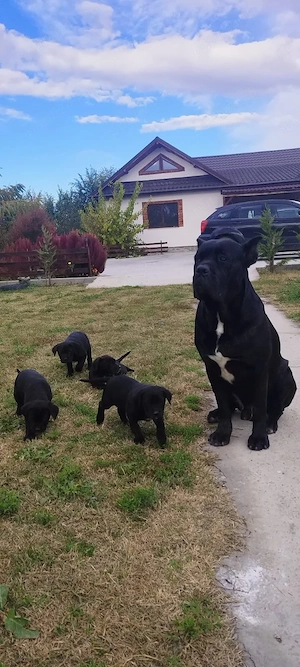 Pui  de cane corso.  - imagine 3